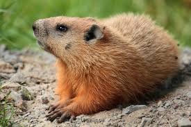 groundhog