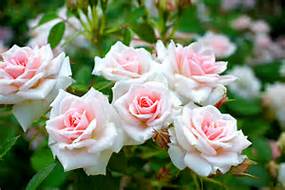 roses