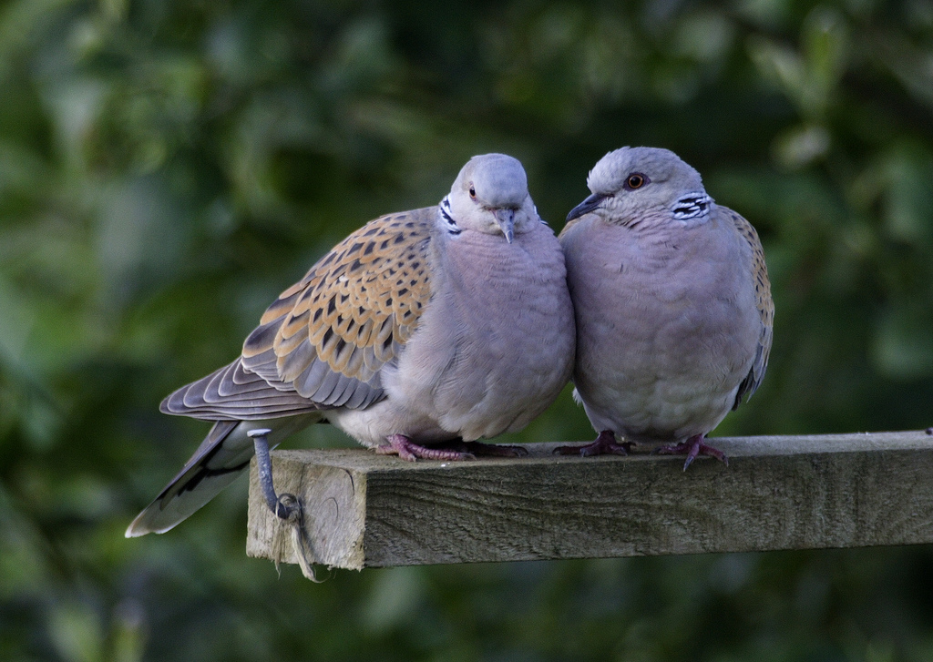 doves